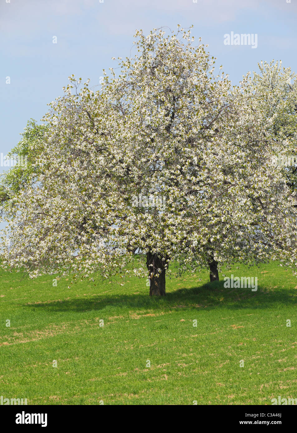 Il vecchio albero ciliegio che fiorisce in primavera una giornata di sole Foto Stock