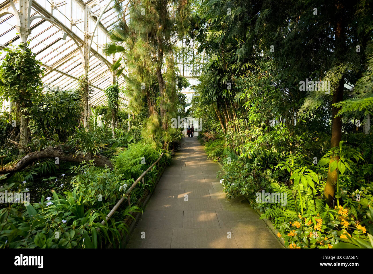 Percorso / piante / pond all'interno dell'ala nord della Casa Clima temperato. Kew Royal Botanical / Botanic Gardens / Giardino. Foto Stock