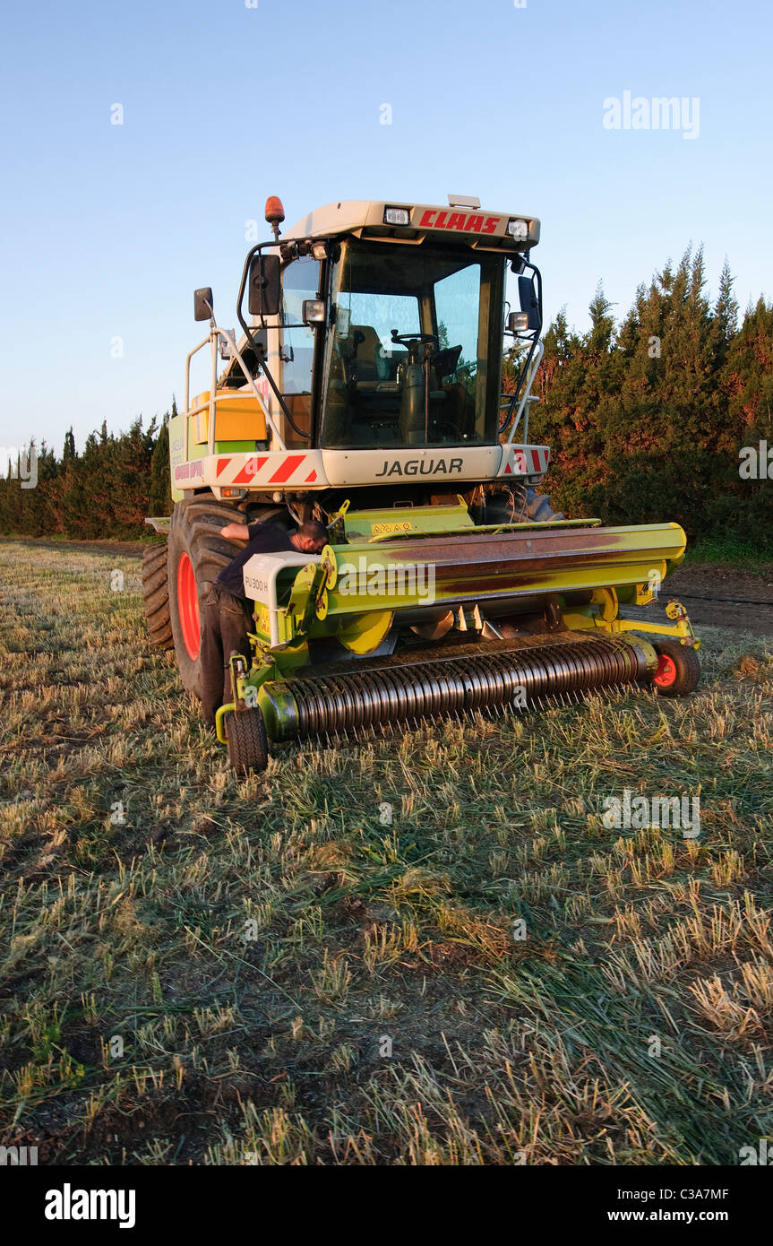 Mietitura del grano per insilato. Fotografato in Israele in Kibbutz Maagan Michael Foto Stock