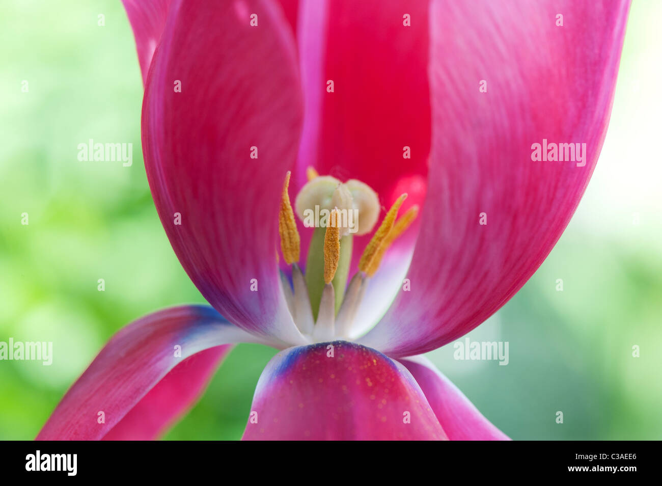 Tulipa. Pink Tulip mostra pistillo, lo stigma e stami Foto Stock