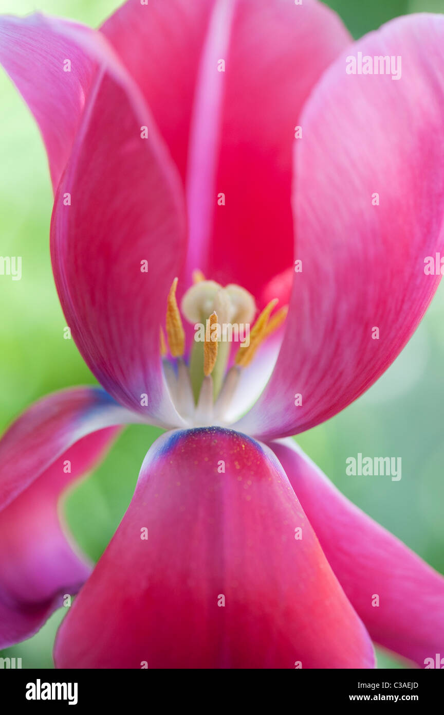 Tulipa. Pink Tulip mostra pistillo, lo stigma e stami Foto Stock