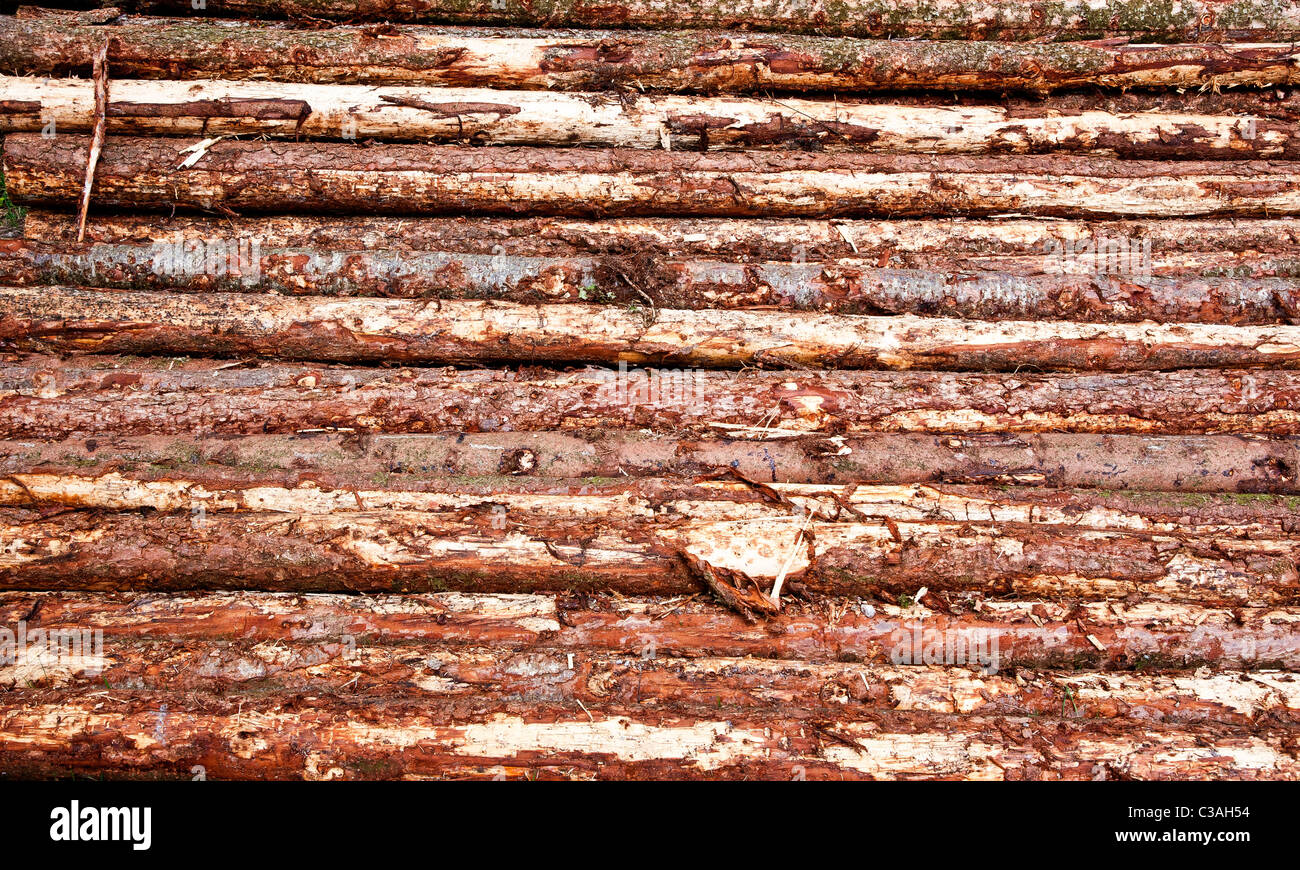 Ammucchiati uno in legno di bosco, tronchi tagliati in pezzi di lunghezza determinata e guarniti di rami. Uscita del commerciale operazioni forestali Foto Stock