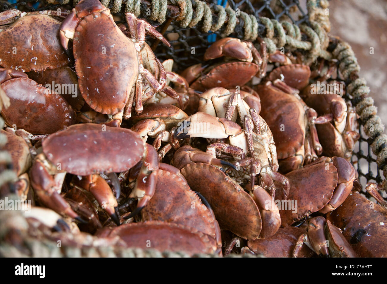 Freschi di cattura di granchio recuperati dalle acque del porto prima del confezionamento per i mercati europei. Gourdon Harbour Scotland Regno Unito Foto Stock