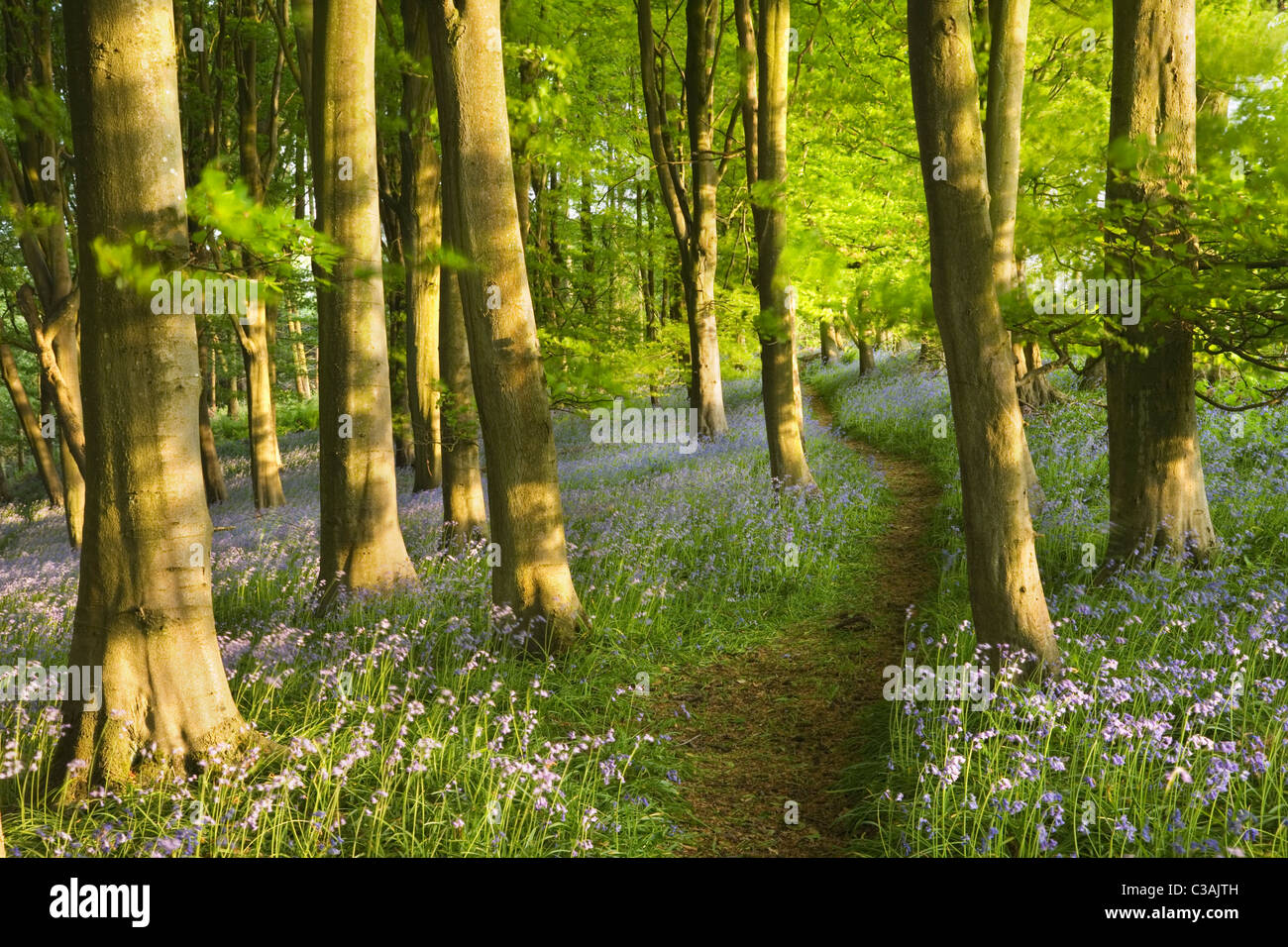 Bluebells (Hyacinthoides non scripta) in faggio (Fagus sp) bosco. Priors legno. North Somerset. In Inghilterra. Regno Unito. Foto Stock