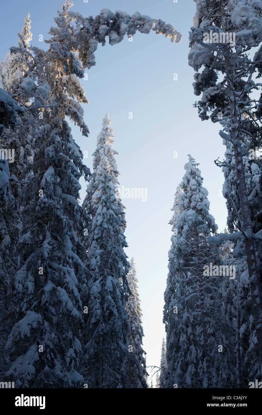 Il carico di neve piega gli alberi di abete ( Picea Abies ) nella foresta di taiga , Finlandia Foto Stock