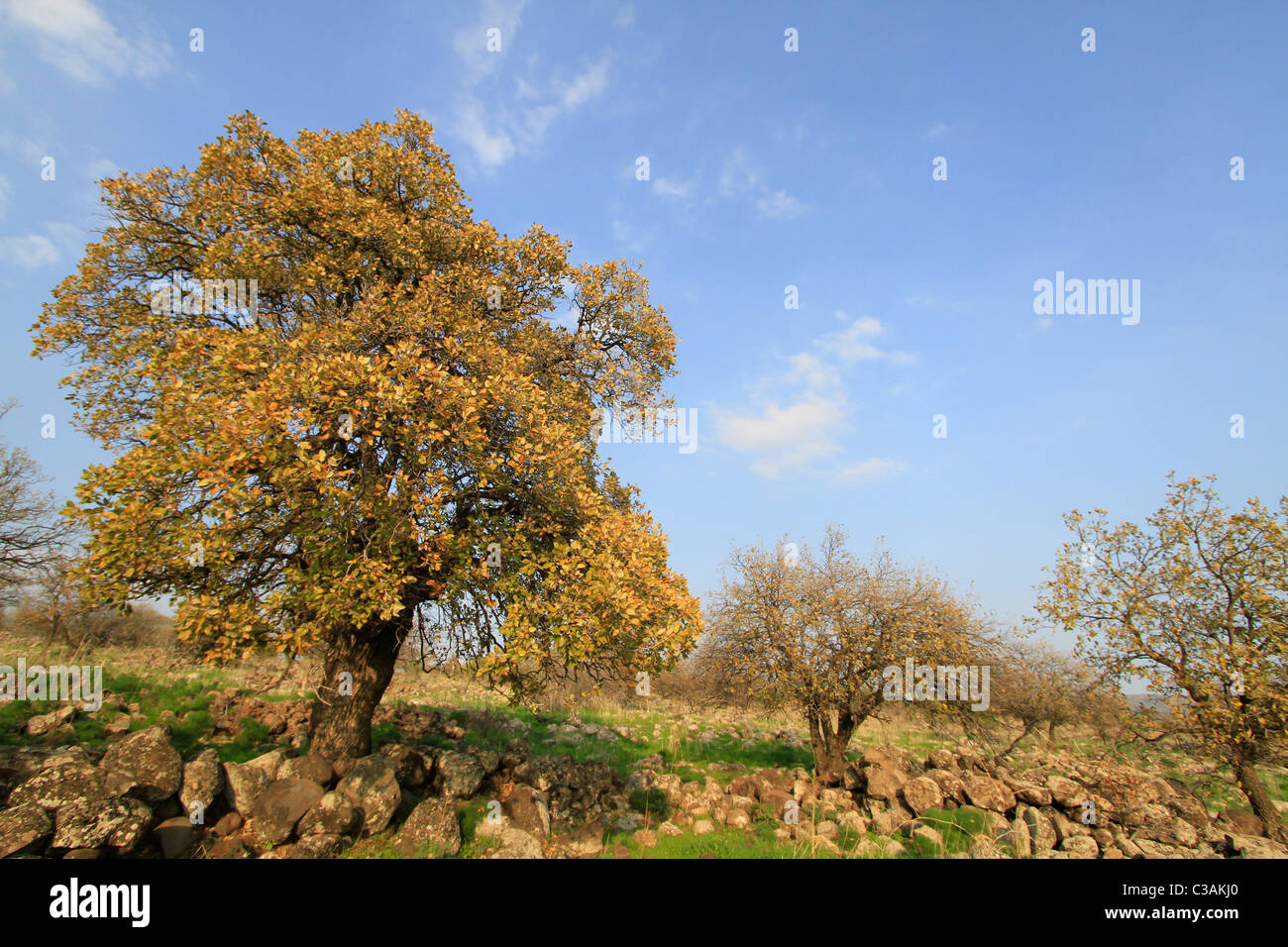 Alture del Golan, Monte Tabor quercia (Quercus ithaburensis) alberi nella foresta di Yehudiya Riserva Naturale Foto Stock