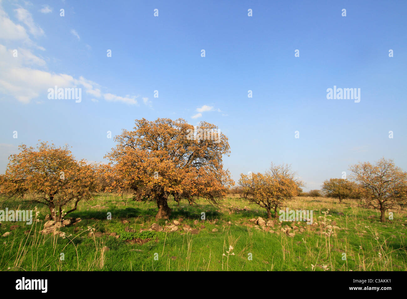 Alture del Golan, Monte Tabor quercia (Quercus ithaburensis) alberi nella foresta di Yehudiya Riserva Naturale Foto Stock