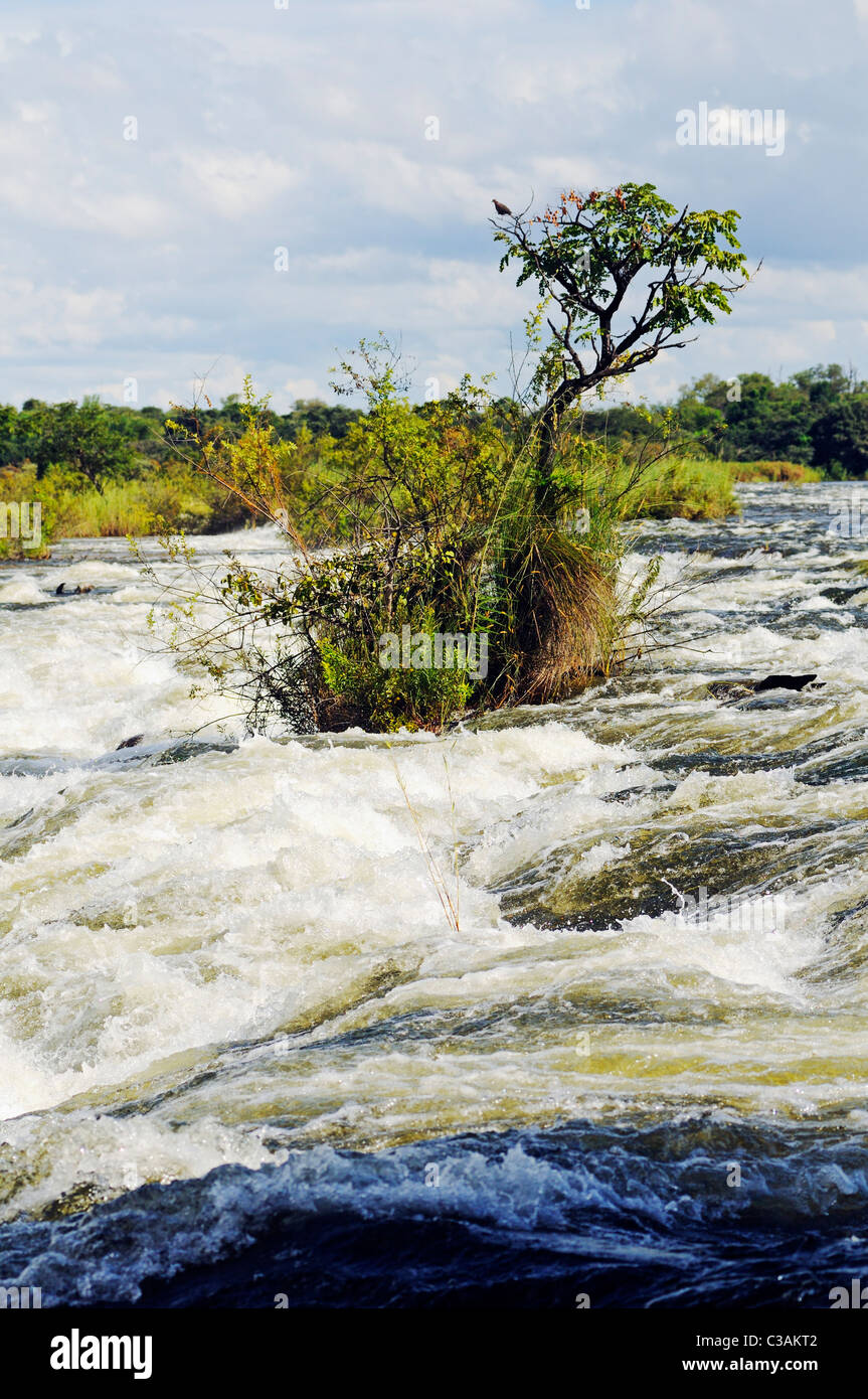 Le cascate Popa, rapide nel fiume Okavango, Caprivi strip, Namibia, Africa Foto Stock