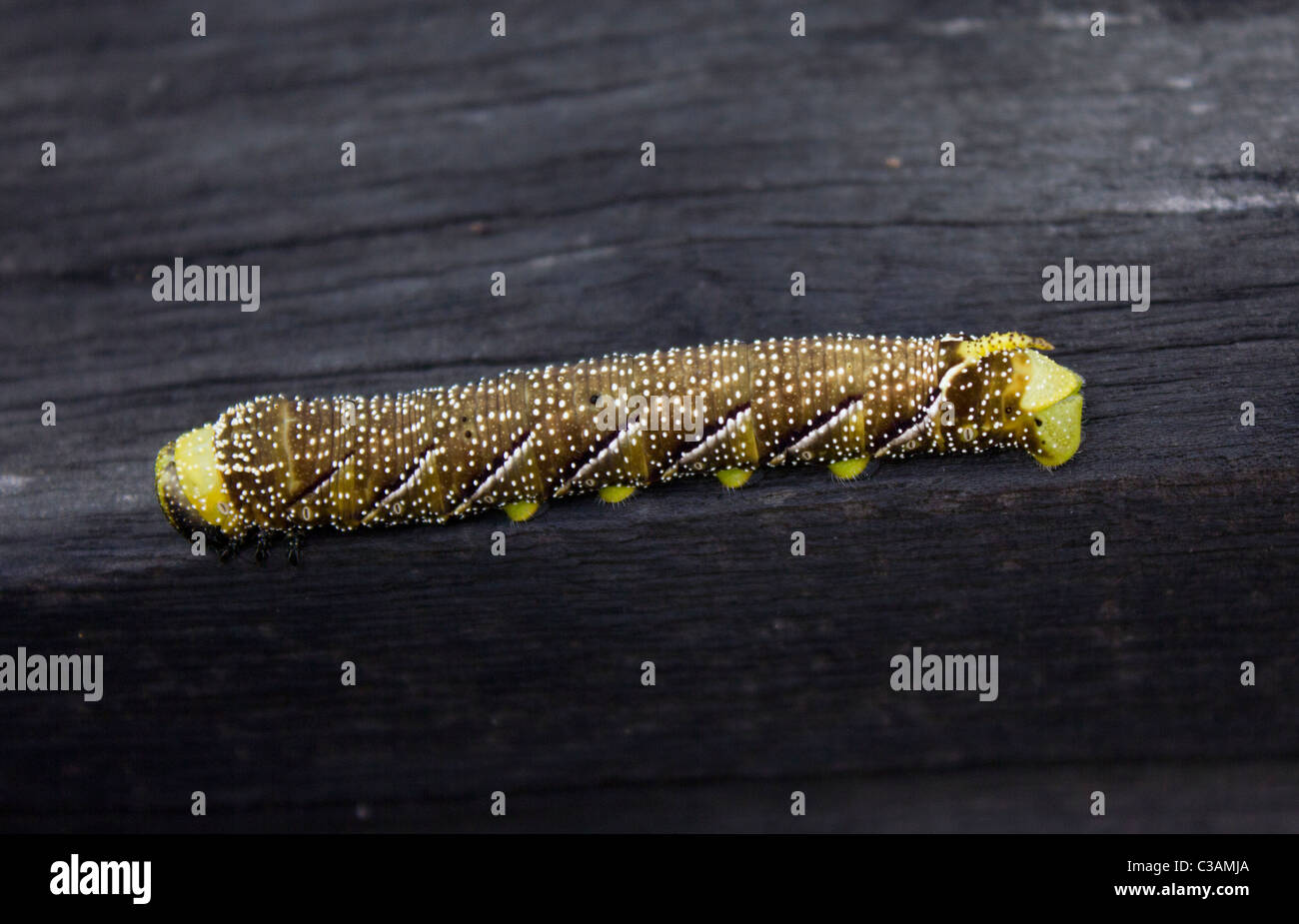Eumorpha labruscae yupanquii Galapagos Hawkmoth verde, Isabela island, Isole Galapagos, Ecuador Foto Stock