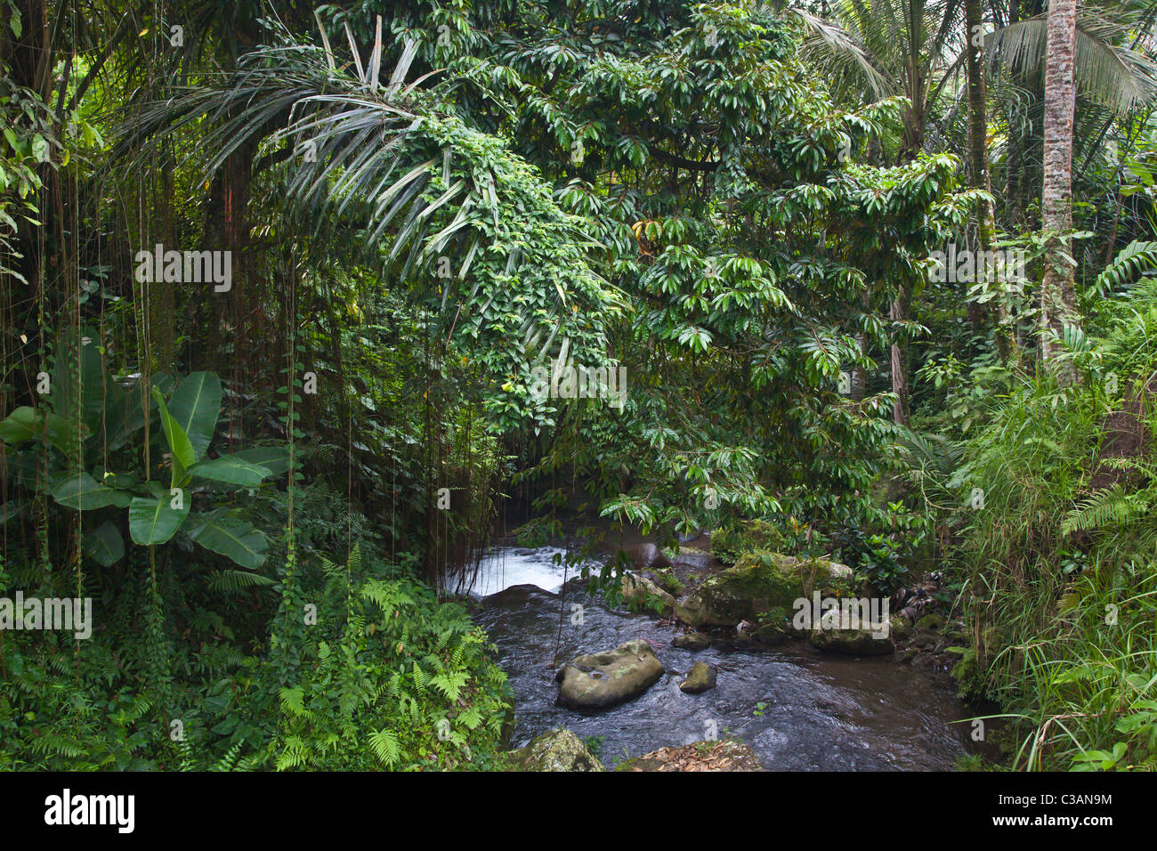 Un fiume scorre attraverso la giungla tropicale presso il Gunung Kawi tempio complesso a TAMPAKSIRING - Bali, Indonesia Foto Stock