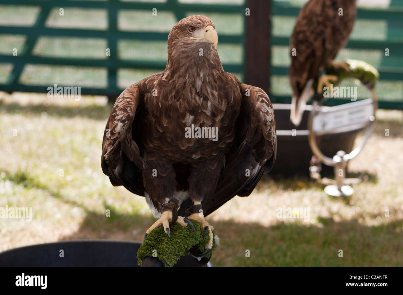 White-tailed Eagle Foto Stock