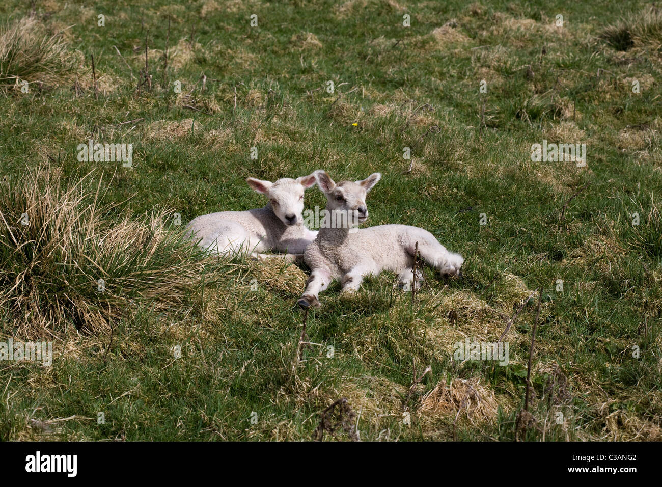 Agnelli in un campo vicino a Pilsbury vicino al fiume Colomba Derbyshire Inghilterra Foto Stock