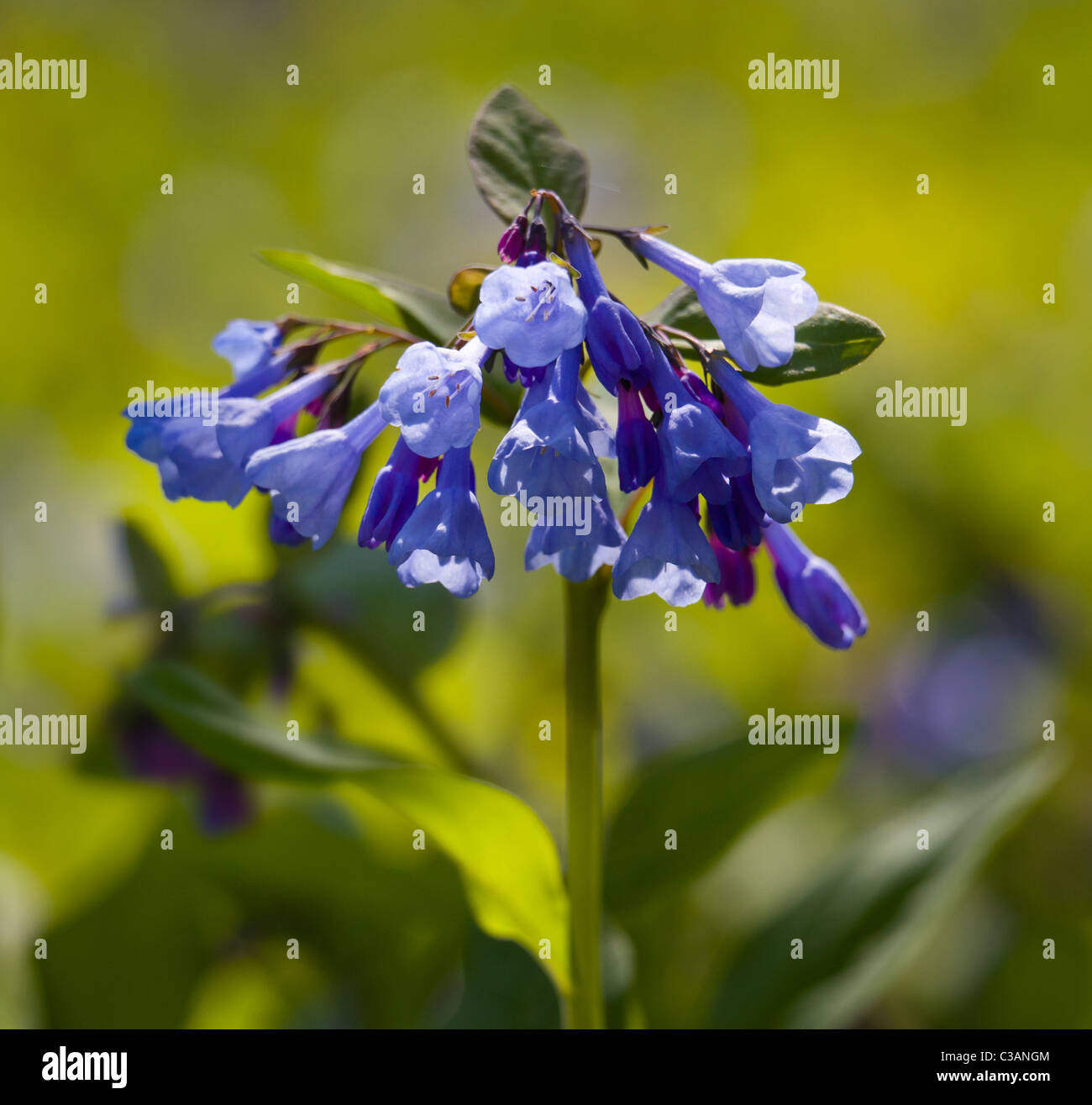 Wild bluebell fiore in una foresta in primavera Foto Stock