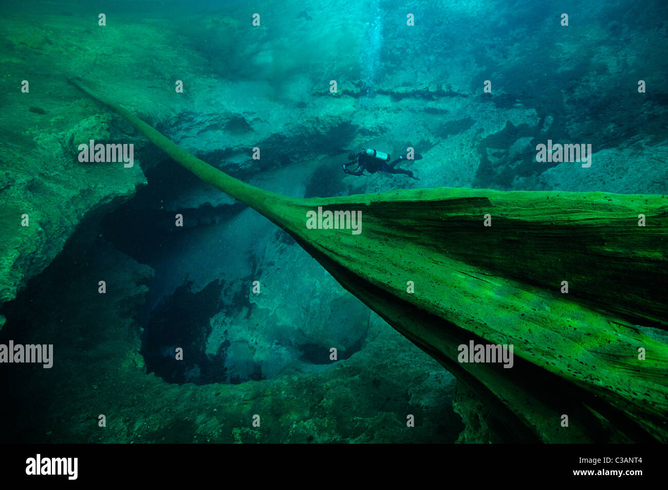 Cipresso calvo, Taxodium distichum, Morrison molle, Walton County, Florida Foto Stock