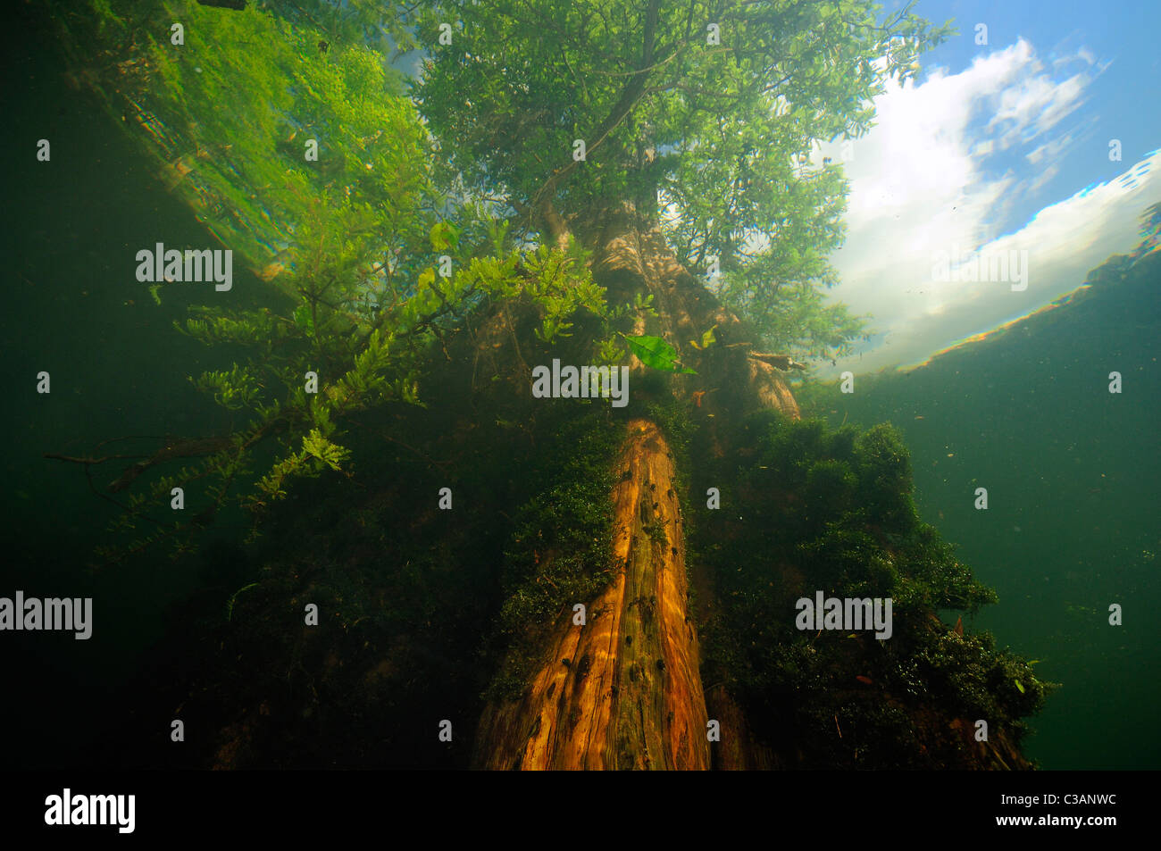 Cipresso calvo, Taxodium distichum, Morrison molle, Walton County, Florida Foto Stock