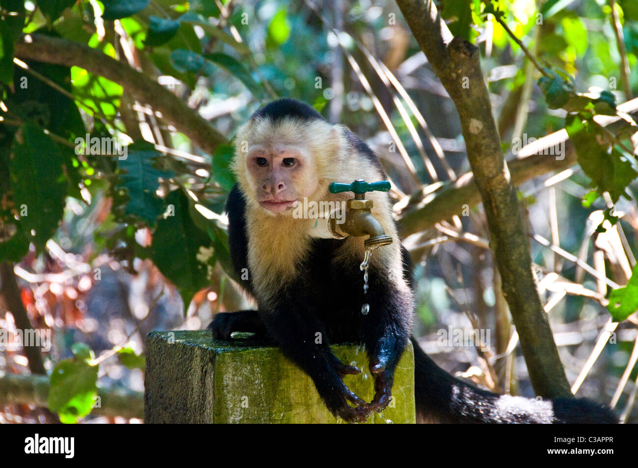 Faccia bianca scimmia cappuccino utilizzando acqua Manuel Antobio Costa Rica Foto Stock