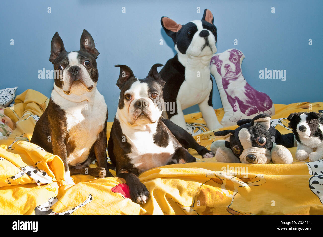 I cani e i giocattoli sul letto per bambino Foto Stock