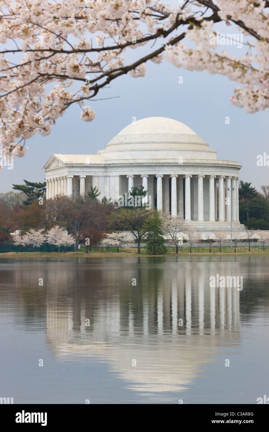 Il Jefferson Memorial incorniciato da fiori di ciliegio durante il 2011 National Cherry Blossom Festival in Washington, DC. Foto Stock