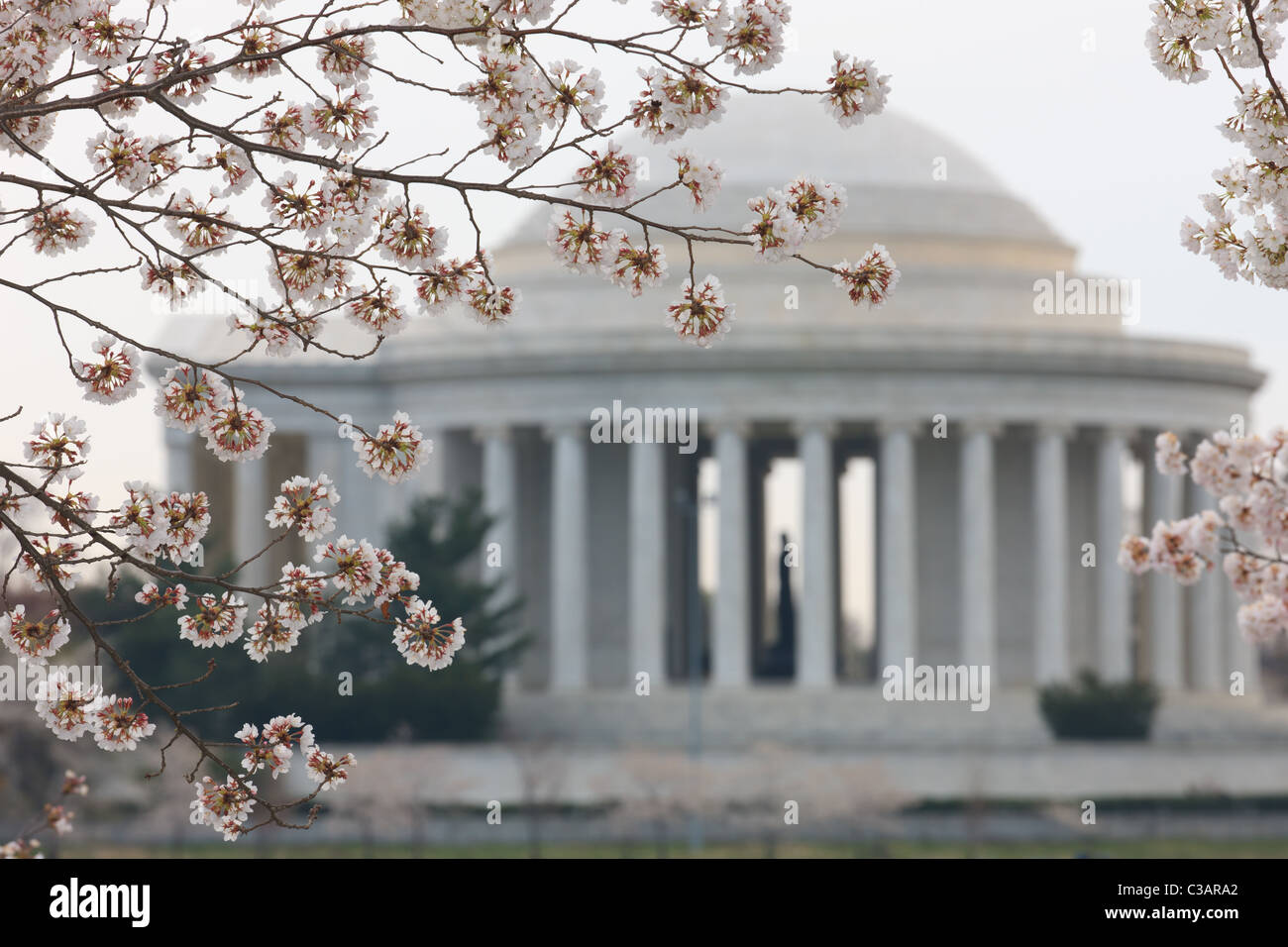Il Jefferson Memorial incorniciato da fiori di ciliegio durante il 2011 National Cherry Blossom Festival in Washington, DC. Foto Stock