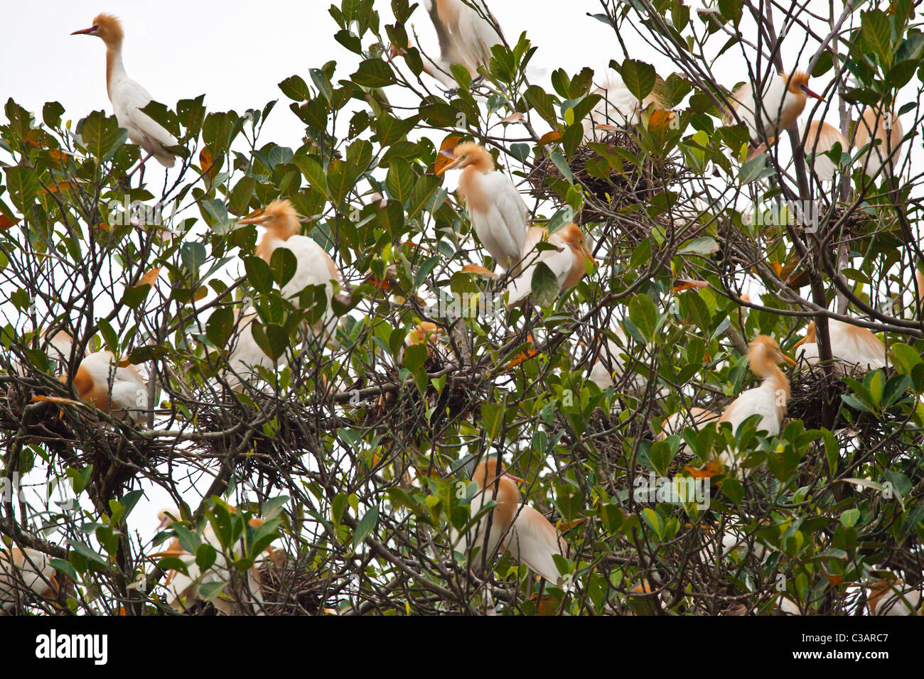 Il sacro guardabuoi (Bubulcus ibis) di PETULU venite a roost e nidificano in alberi ogni notte - Ubud, Bali Foto Stock