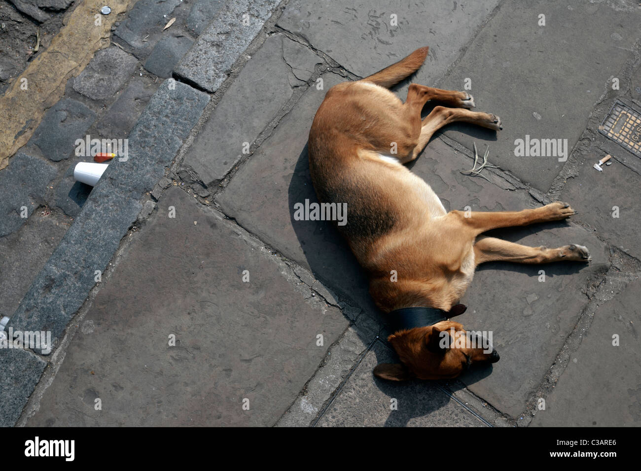 Cane su un marciapiede di Londra Foto Stock