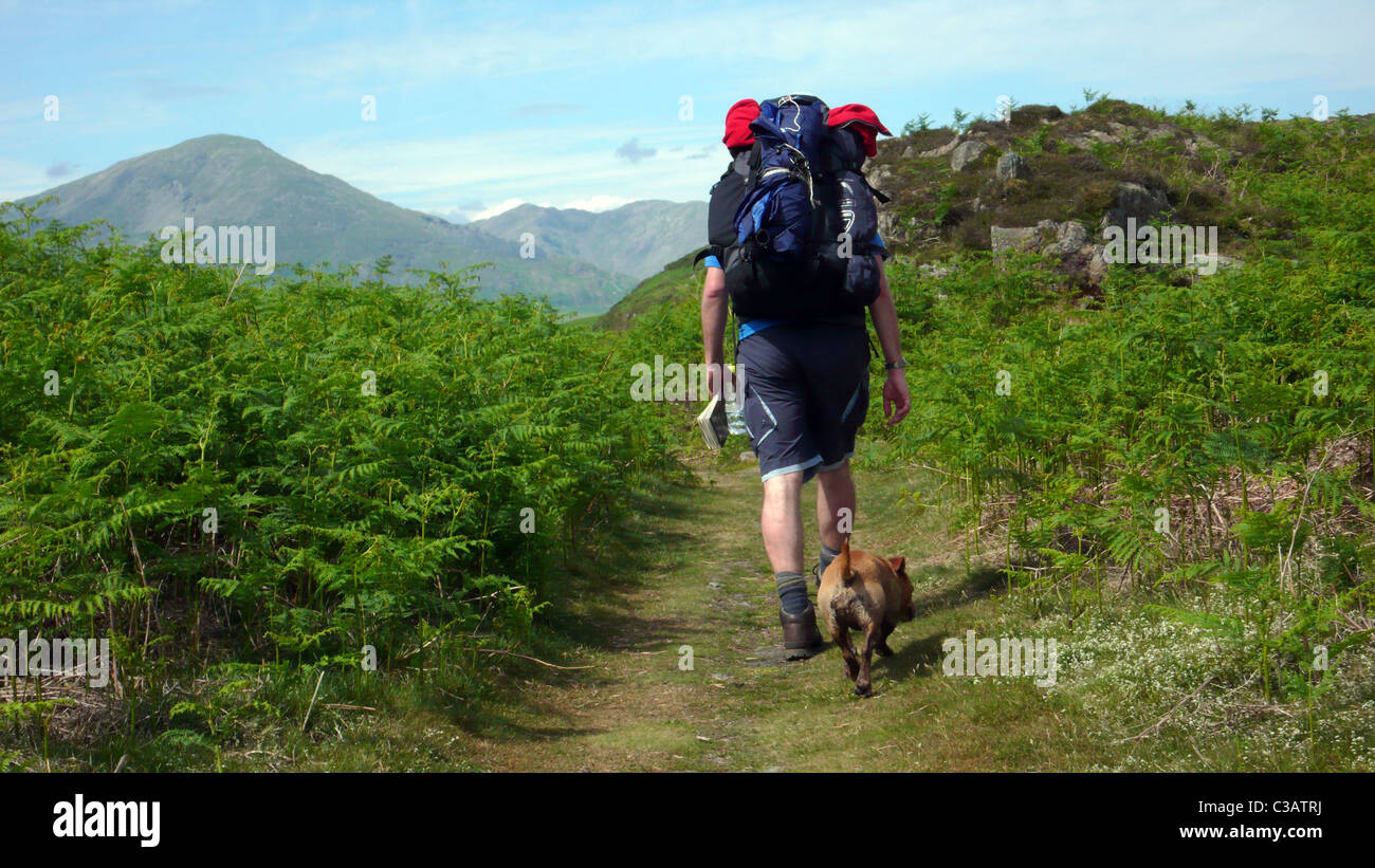 Un walker e il suo cane in Cumbria modo lungo il percorso di distanza, Lake District, UK. Foto Stock