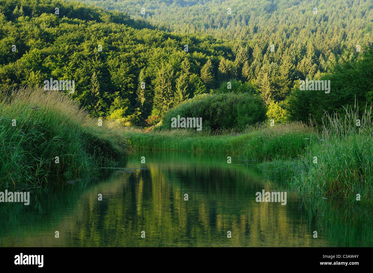 Fiume Strzen, che è una parte del Lago di Cerknica. Giorno di estate, Slovenia. Foto Stock