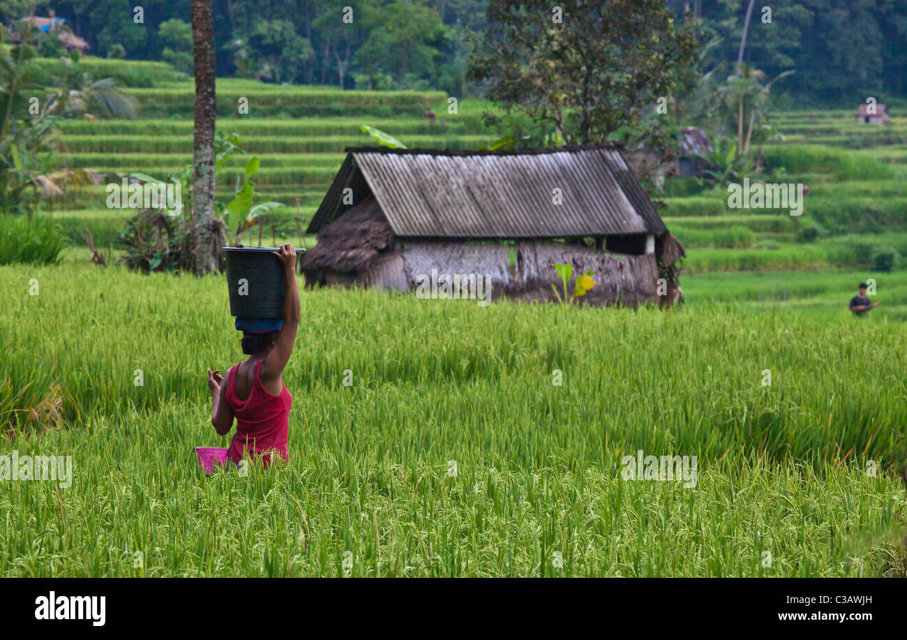 Una donna balinese passeggiate attraverso i campi di riso nelle terre agrticultural lungo SIDEMAN ROAD - Bali, Indonesia Foto Stock