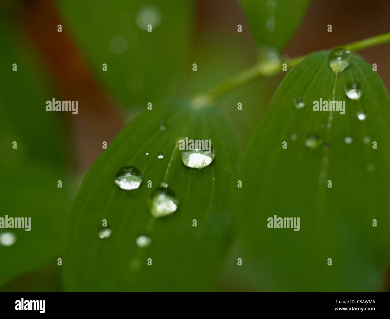 Immagine macro di shining goccioline di acqua sulle foglie verdi Foto Stock
