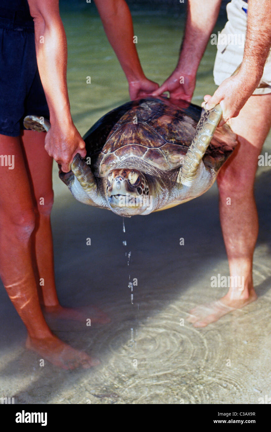 Due volontari di trasportare un ferito tartaruga verde in una piscina per la riabilitazione in Florida Keys al Turtle Hospital di maratona, Florida, Stati Uniti d'America. Foto Stock