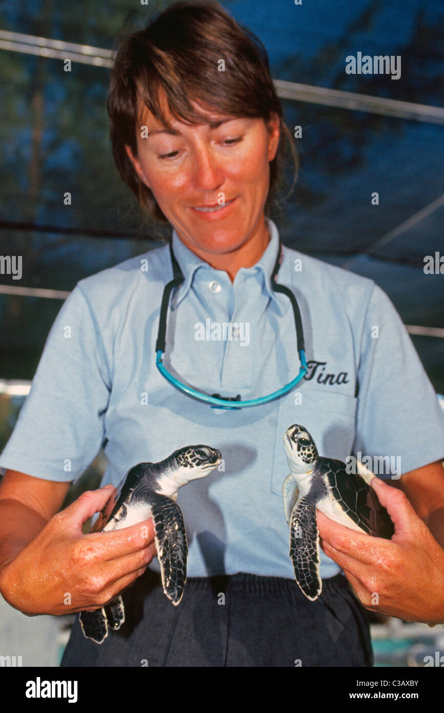 Dopo essere stato salvato in Florida Keys, una coppia di baby tartarughe marine verdi vengono sollevate da volontari al Turtle Hospital di maratona, Florida. Foto Stock