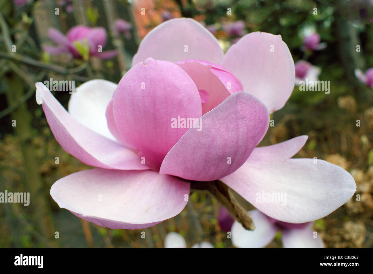 Magnolia grandiflora rosa grande fiore di primavera close up Foto Stock