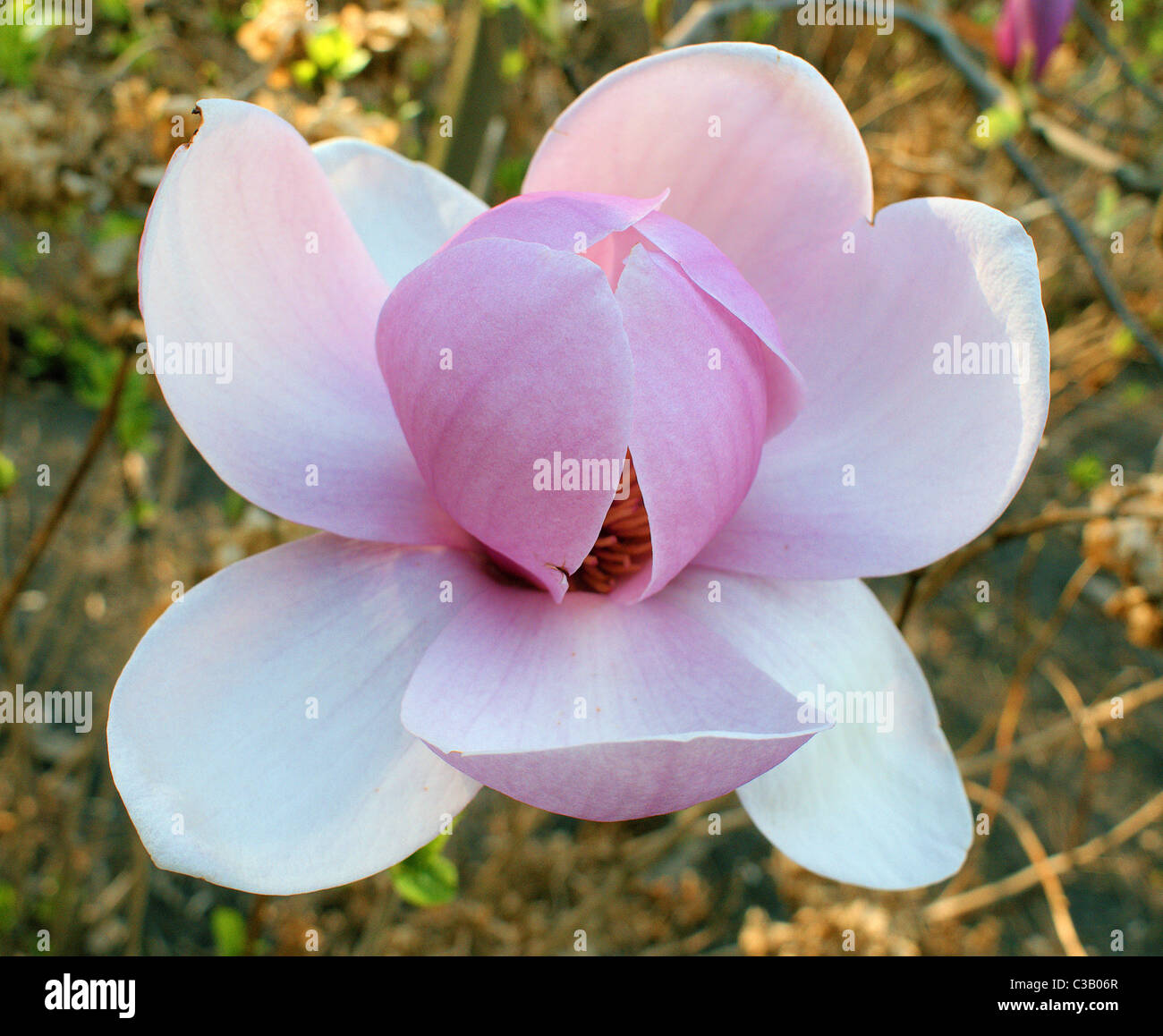 Magnolia grandiflora rosa grande fiore di primavera close up Foto Stock