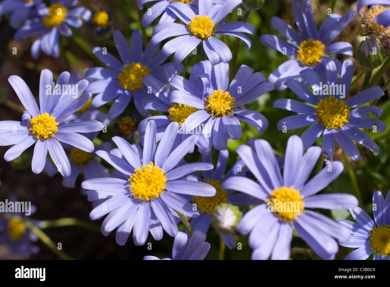 Fiore di ANEMONE BLU CON CENTRO DI COLORE GIALLO Foto Stock