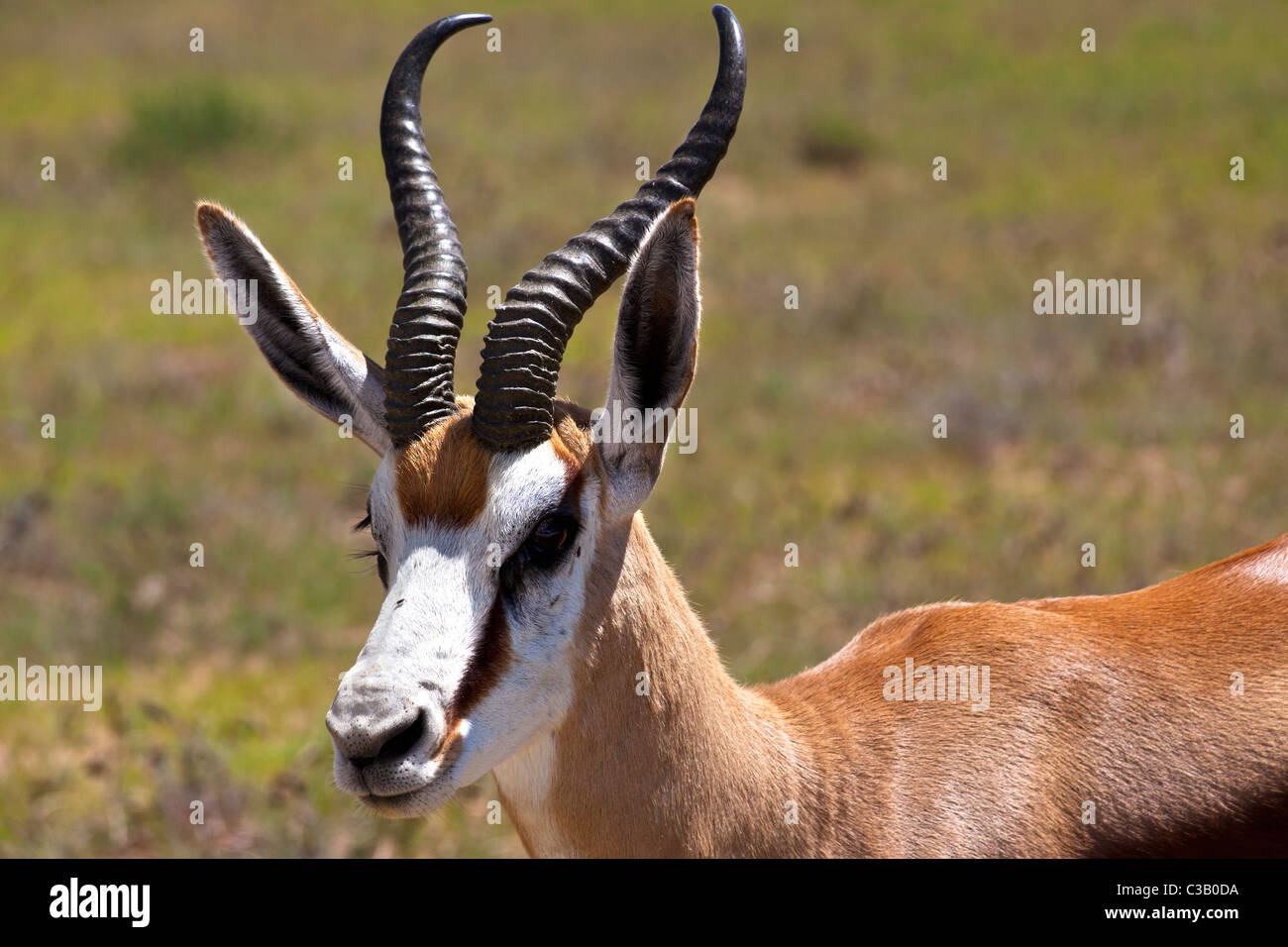 Un maschio di springbok, Antidorcas marsupialis, dal Kalahari regione del Sud Africa Foto Stock