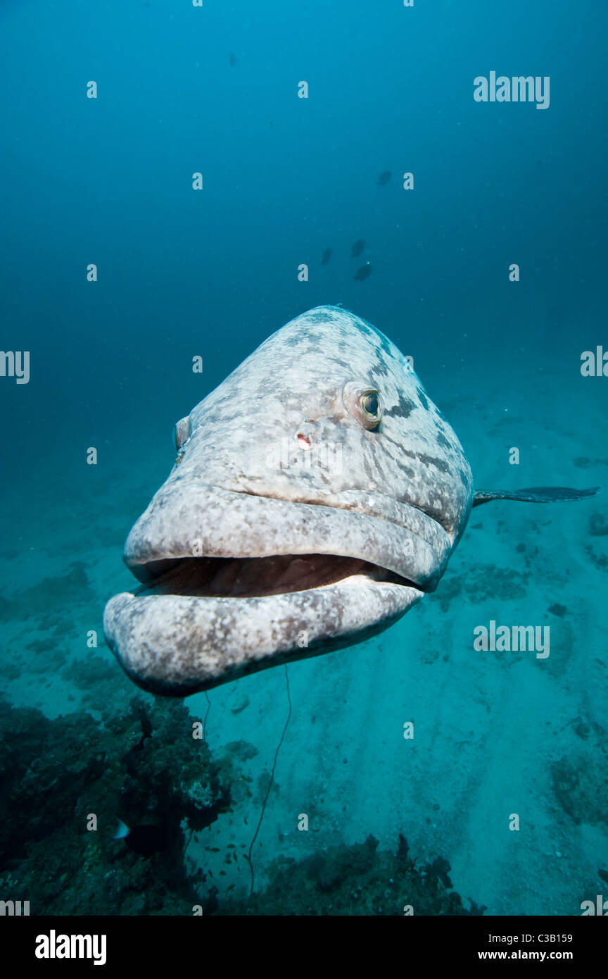 Potato cod cernia Epinephelus tukula, Baia di Sodwana potete, Sud Africa, India Oceano Foto Stock