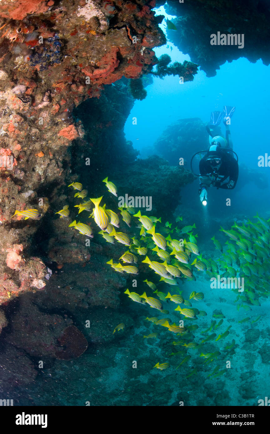 Sana ricca barriera corallina, baia di Sodwana potete, Sud Africa, Oceano Indiano Foto Stock