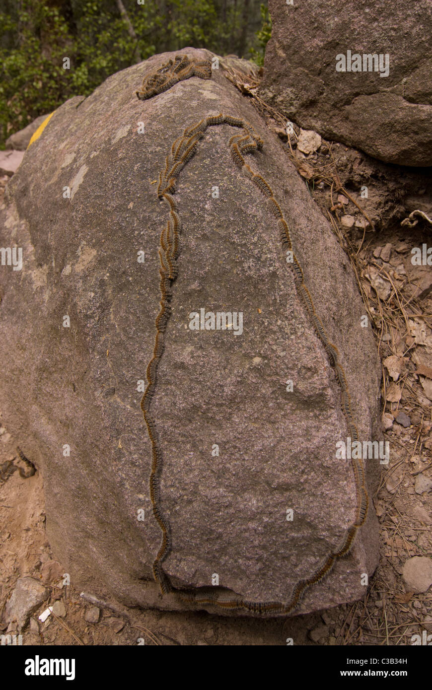 Pine processionary larve si muove in un cerchio su una roccia, Corsica, Francia Foto Stock