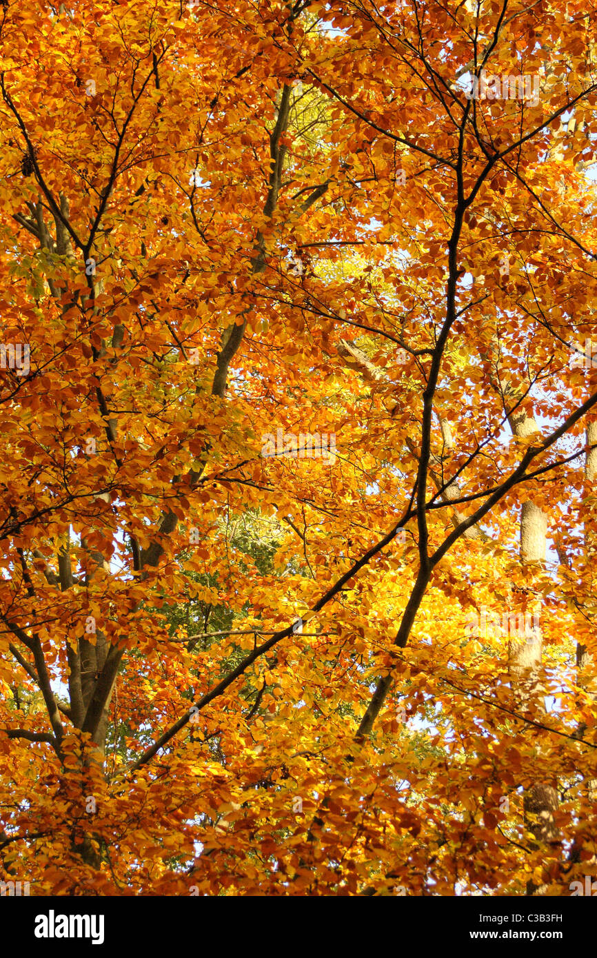 Fogliame autunnale Elisenhain, Greifswald, Germania Foto Stock