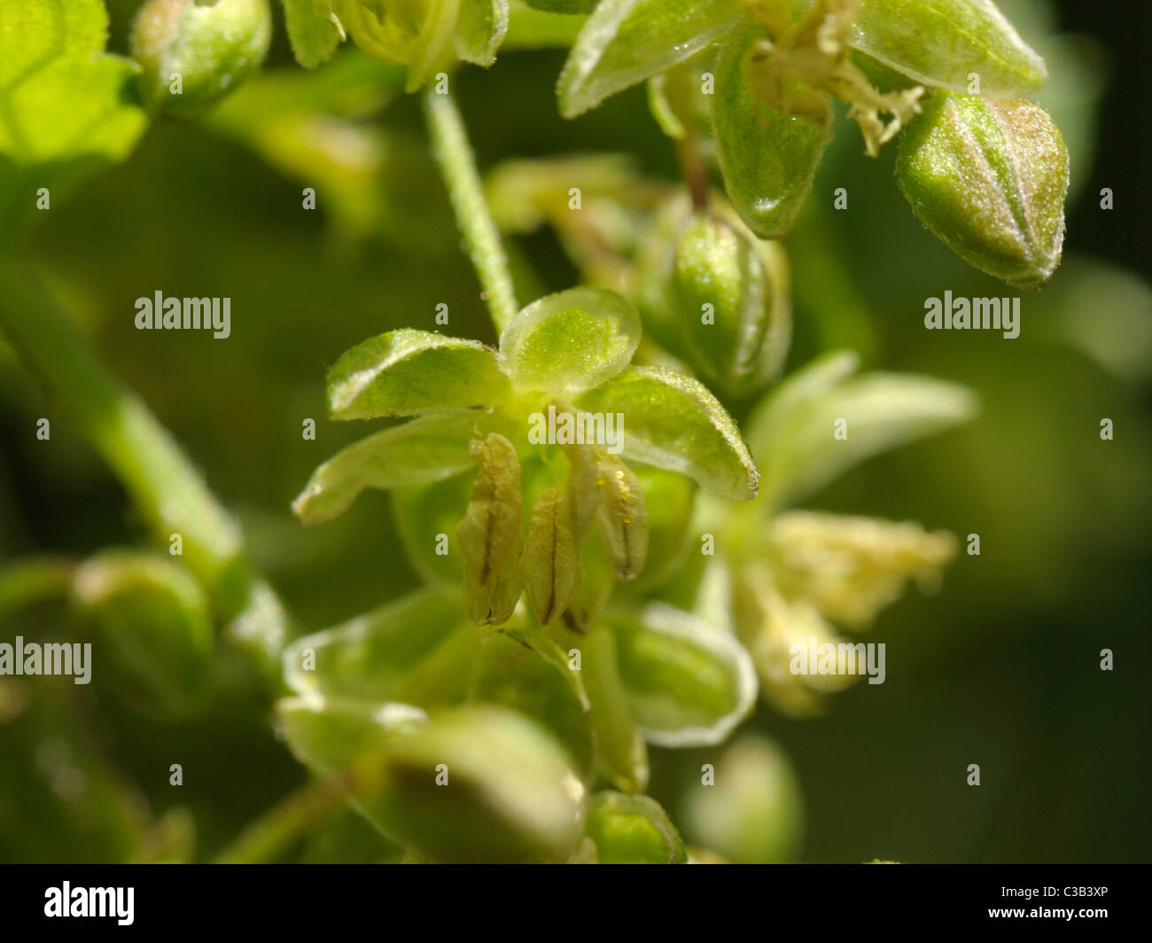 Hop, fiori maschili, humulus lupulus Foto Stock