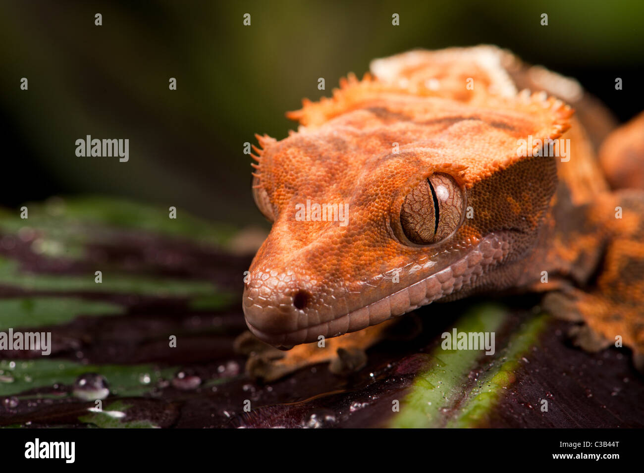 Nuovo Caledonian Crested Gecko - preso in studio. Foto Stock