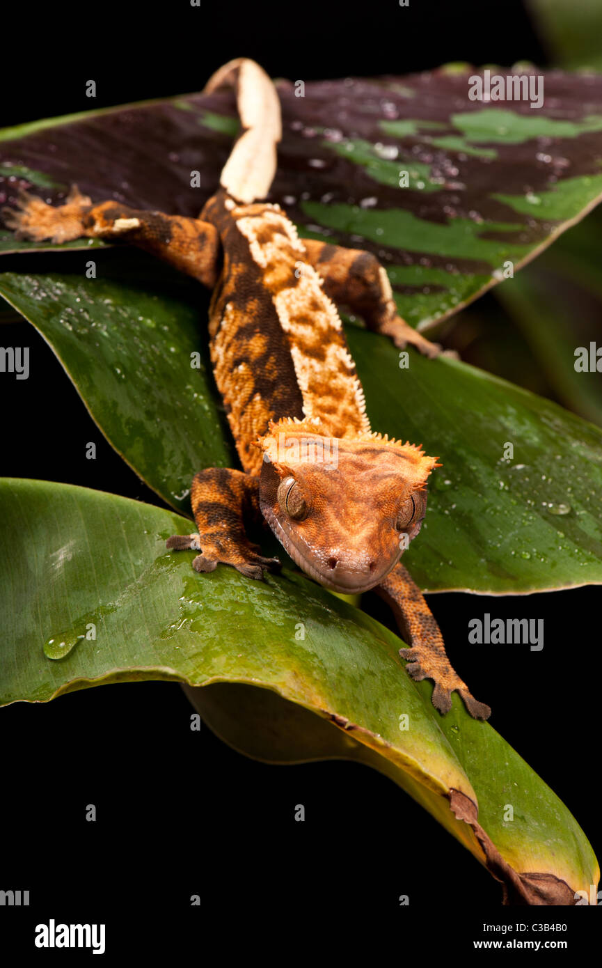 Nuovo Caledonian Crested Gecko - preso in studio. Foto Stock