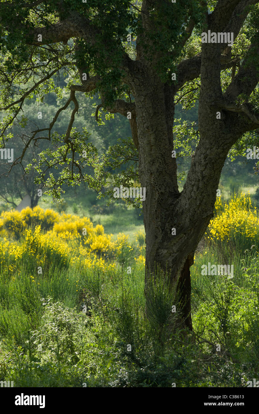 Quercia da sughero (Quercus suber) nella vegetazione di macchia mediterranea, Corsica, Francia Foto Stock