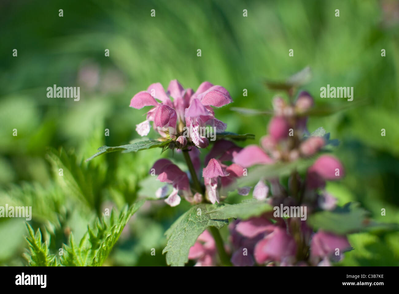 Closeup red dead ortica (Lamium purpureum) con prato verde in uno sfondo Foto Stock