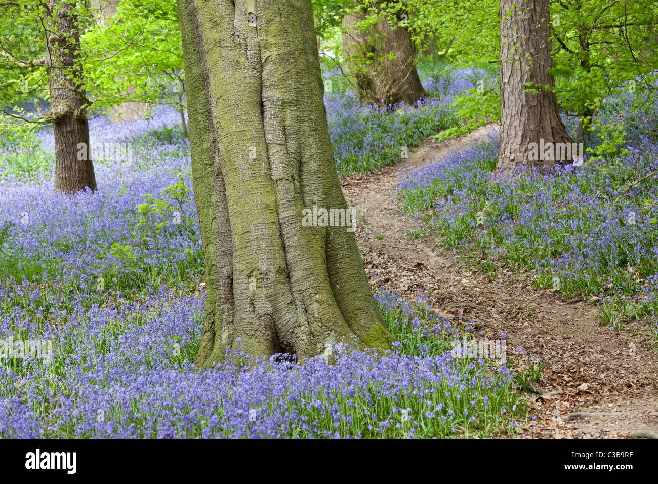Clough boschi, Derbyshire, con bluebells. Foto Stock