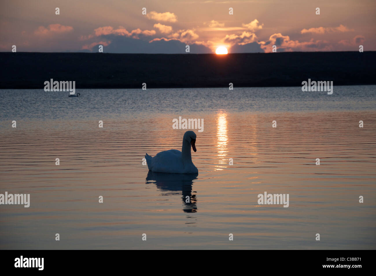 Un cigno scivola attraverso l'acqua ancora dell'est flotta. sullo sfondo il sole tramonta dietro chesil beach. dorset, Inghilterra, Regno Unito. Foto Stock