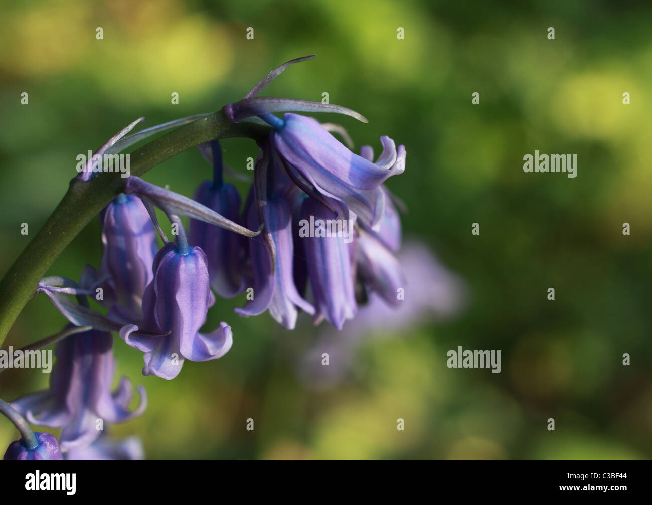 Common Bluebell - early blue fiori di primavera Foto Stock