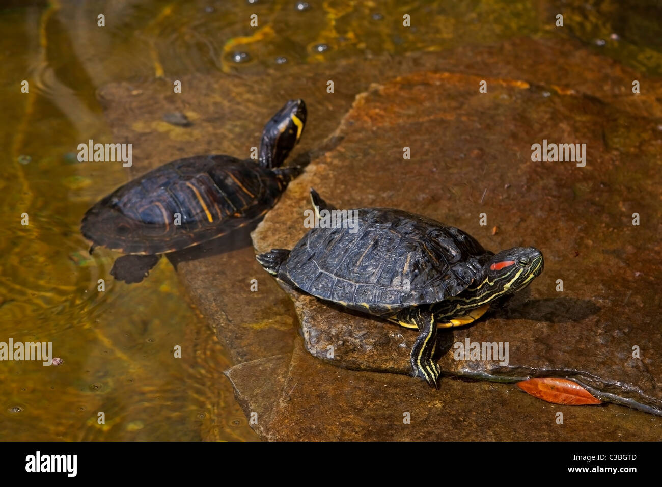 Wasserschildkröten in Italien Foto Stock