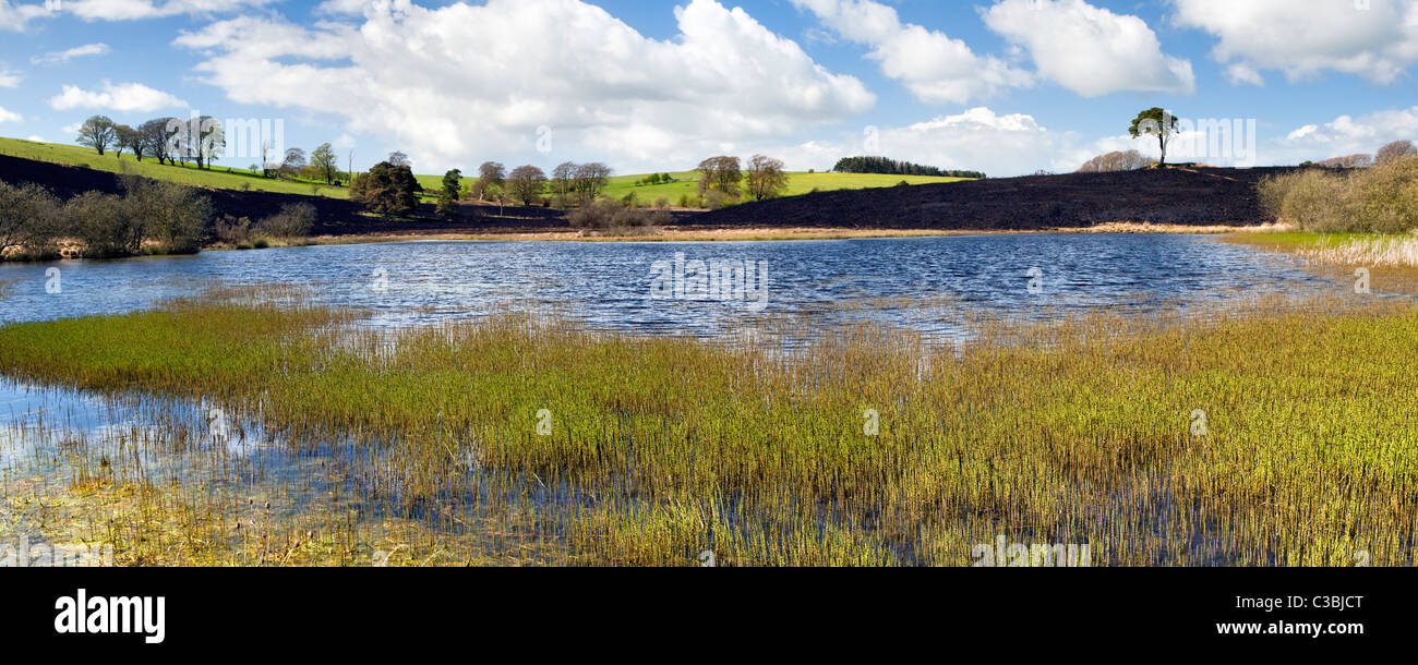 Panoramica di riddy stagno in il Mendips, Somerset con paesaggio annerito spazzola dopo i danni provocati dal fuoco, presa sulla giornata di sole Foto Stock