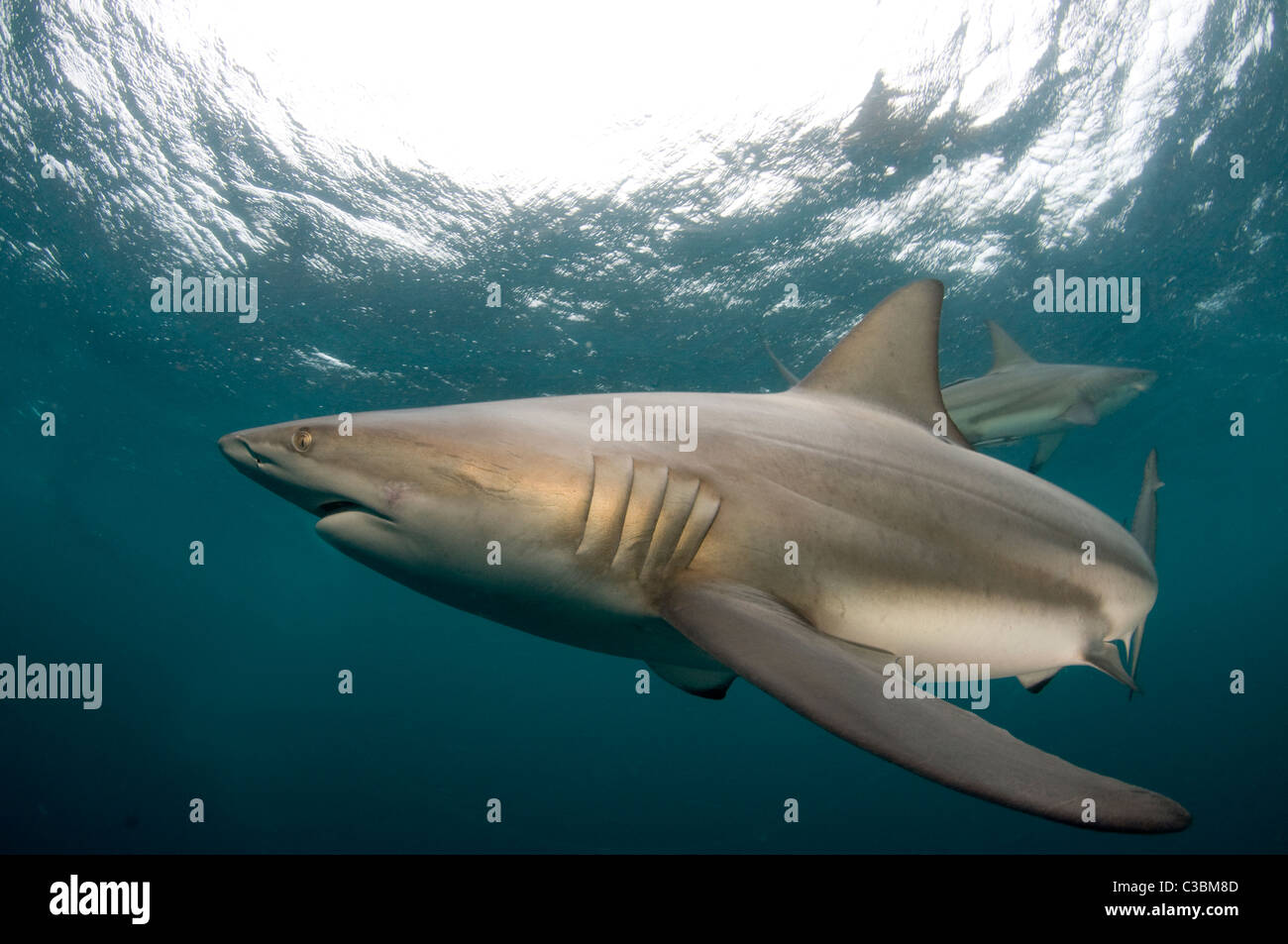 Nero Carchahinus tipshark-limbatus Foto Stock